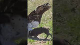 Eagle Swoops Down onto Warthog in Road [upl. by Ainevuol]