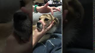 Palpebral Reflex test on canine [upl. by Lysander736]