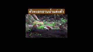 🛁ลีลาอาบนำ้แต่งตัวของนกกะรางหัวหงอก Whitecrested Laughingthrush เขตรักษาพันธุ์สัตว์ป่าภูเขียว [upl. by Abner]