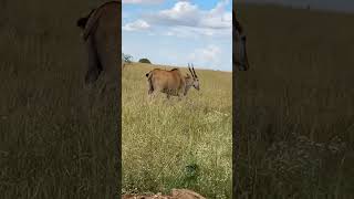 Les impalas du Kenya 🦌🇰🇪 africa safari animals [upl. by Orva]