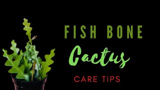 FISH BONE CACTUS  DISOCACTUS ANGULIGER  CARE TIPS [upl. by Maggio97]