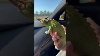 Beautiful Jackson’s Chameleon in South Florida floridasfinest [upl. by Anawat]