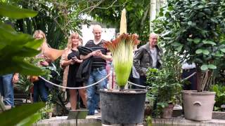 Amorphophallus titanum flowering in Copenhagen  timelapse [upl. by Porter]