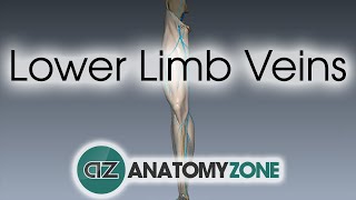 Lower Limb Veins Overview  3D Anatomy Tutorial [upl. by Ariet]