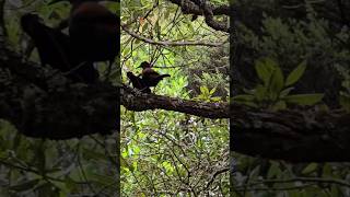 Couple of birds on Rangitoto Island [upl. by Addam403]