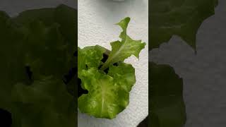 checkout my Hydroponically grown lettuce hydroponics kratkymethod thankyouforwatching [upl. by Nniw465]