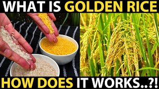 What is GOLDEN RICE How Does it works Genetically Modified Rice  Biotechnology [upl. by Ahsuat]