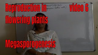 MEGASPOROGENESIS BIOLOGY  ISC CBSE NEET Board exams [upl. by Azriel]