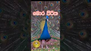 mora piritha udasana  udasanata balagathu pirith  මොර පිරිත උදෑසනට  pirith sri lanka  peacock [upl. by Ayhdiv]