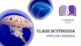 Class Scyphozoa  Classification of Phylum Cnidaria [upl. by Atsev]