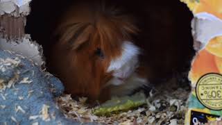 California Chrome the Guinea Pig Eats lettuce [upl. by Ray229]