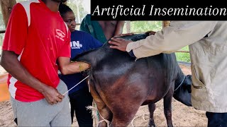 Cattle Breeding Artificial Insemination  African Village Life  Breeding [upl. by Newol]