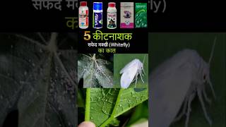 Whitefly Control best insecticide shorts insecticide whitefly mybestkheti [upl. by Nykal]