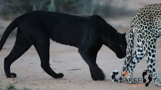 A rare black leopard in the wild [upl. by Joshuah]