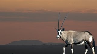 Hunting Oryx in Namibia with Blaser Safaris [upl. by Mitch]