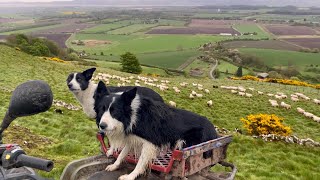 Two unbelievable sheepdogs working sheep in Scotland [upl. by Silverstein755]