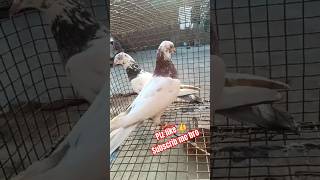 Pure Dhnna baba wale by SULTAN pigeons group short viral video Not for sale [upl. by Kursh]