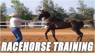 Racehorse Training Methods [upl. by Dressel]