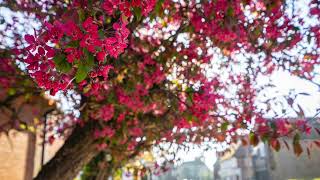 Irish Blessing by Bob Chilcott Kate Tripp and Joy Spencer [upl. by Nelluc]