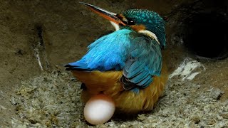 Close Up View as Kingfisher Lays Eggs  Discover Wildlife  Robert E Fuller [upl. by Cela]