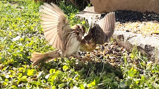 Immature Dickcissel assaulted by Song Sparrow in Quispamsis NB [upl. by Nomead]