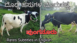 Big Cows Market Punganur  Andhra Pradesh  Mohan Crazy Kannada [upl. by Yruam808]