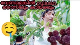 Pulasan an exotic fruit can now be grown in the terrace [upl. by Aihsyt]