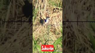 OMG😱😱  MoorHen Hunting  Airgun Hunting  PCP Airgun [upl. by Maxima]