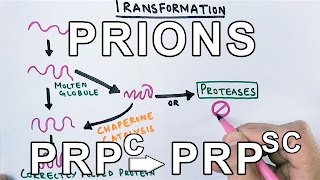 PrionsWhat are they  Protein Misfolding Mechanism [upl. by Aneelehs10]