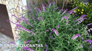 Salvia Leucantha Garden Center online Costa Brava  Girona [upl. by Nylirem]