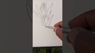 Shapla drawing flowerdrawingshotrs ytshorts [upl. by Oel407]