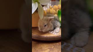 Our eclipse day theo simon bunnies love rabbit eclipse heart minivlog rabbitry pets bunny [upl. by Eimot627]