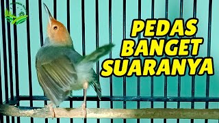 1 Jam Tanpa Iklan  Suara Pancingan Prenjak Kepala Merah Gacor Banget COCOK UNTUK PIKATPANCINGAN [upl. by Amle]