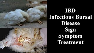 IBD Infectious Bursal Disease in Poultry [upl. by Nanah]