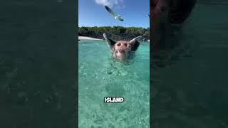 Diving Pigs in Thailand shorts [upl. by Ahen]