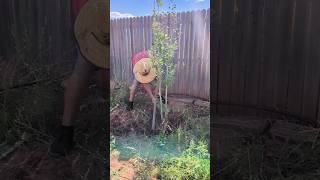 Planting Our Catalpa Tree At Our New House [upl. by Odelet]