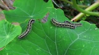 Large White butterfly  caterpillars [upl. by Ingrim718]