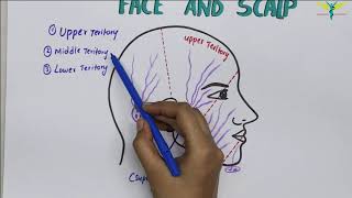 Lymphatic Drainage Of Face and Neck  Lymphatic Territories [upl. by Gerianne]