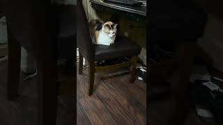 Pitter is staring again… cat catsofyoutube [upl. by Bluhm982]