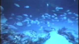 Diving on Juno Ball Reef Florida [upl. by Anitsim429]