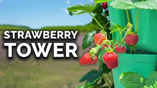 Grow Strawberries in Vertical Containers 🍓FULL GROW GUIDE [upl. by Wadleigh]