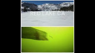 Ice fishing CALIFORNIA for GIANT TROUT RED LAKE [upl. by Amoihc]