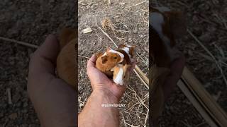 Bunch of baby guinea pig wheek wheek 😁 guineapig cavy guineapigs guineapigslove ginepig [upl. by Notecnirp]