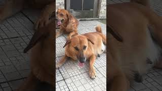 Loyal meaning dog❣️youtubeshortsloveanimallovershortsdoglovershortvideosongdogshortspyar [upl. by Aekerly]