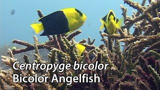 Bicolor Angelfish Centropyge bicolor Stock Footage  PAL DV [upl. by Glennis]