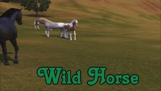 Wild Horse  Fanmade [upl. by Placeeda409]