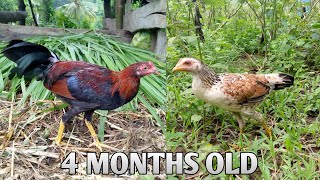 4 Months Old Na Manok  Free Range [upl. by Shig54]