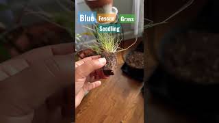 Blue Fescue Grass gardening homesteading plants seedstarting planttips bluefescuegrass grass [upl. by Lura]