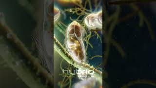 Microbes animation  Paramecia unicellular ciliates [upl. by Gerkman]