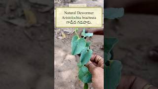 Natural Deworming for Aseels  Gadidagadapa  Powerfull natural Remedy [upl. by Yacov647]